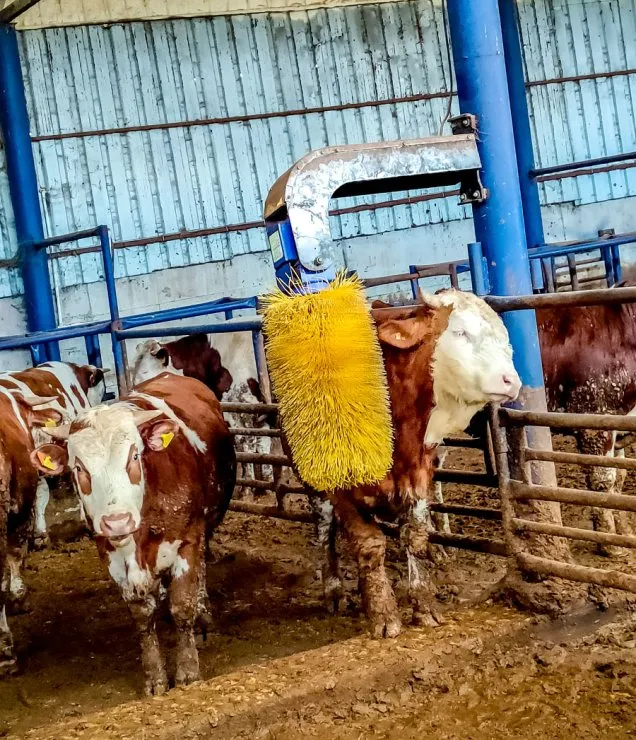 Modern Kurbanlık Üretim Çiftliği fotoğraf 13