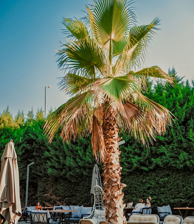 Segesta'da Lezzet ve Huzur